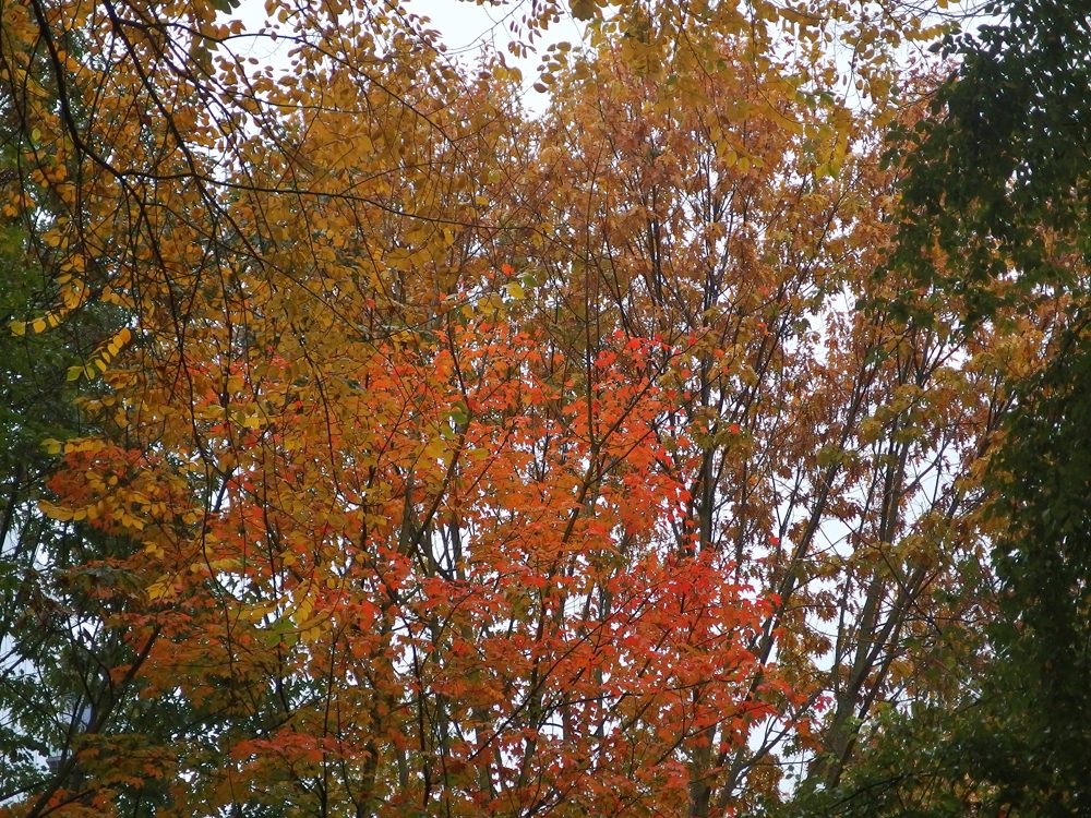Olympus Stylus XZ 2 iHS Review sample trees compact camera