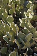 Sony NEX 6 camera sample cacti