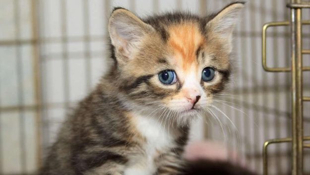 Kitten