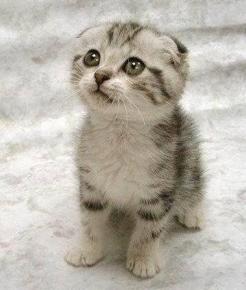 Kitten -- small