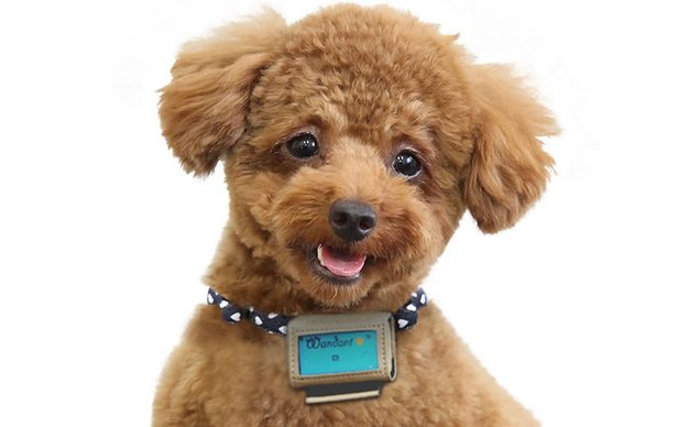 wandant on dog