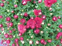 Canon SX50 review sample flowers digital camera