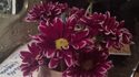 Blackberry Z10 review: camera sample flowers