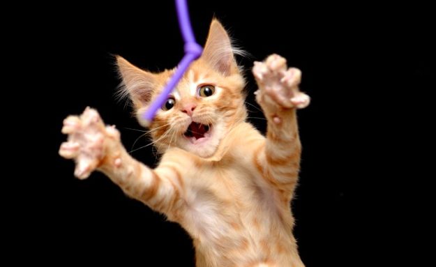how-to-photograph-pets-1