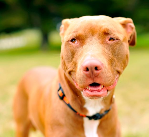 Blurry backgrounds are achieved by using a wide aperture, being close to your subject, and having them as far away from the background as possible.