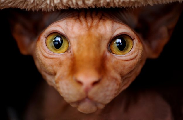 how-to-photograph-pets-7