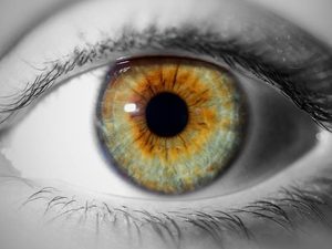 Iris (shutterstock, mike taylor)