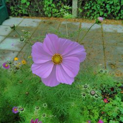 vertu constellation review sample image flower macro