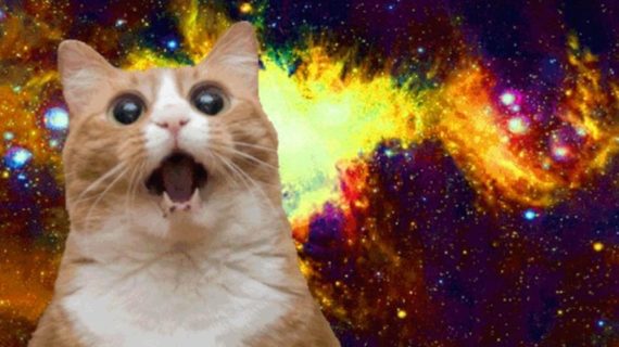 cat meme example