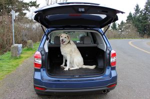 2014 subaru forester 2.5i touring cvt backend bill's dog