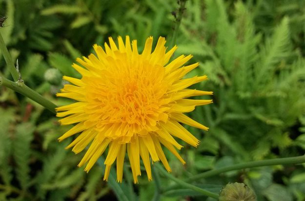 Samsung Galaxy 6 3 sample image 3