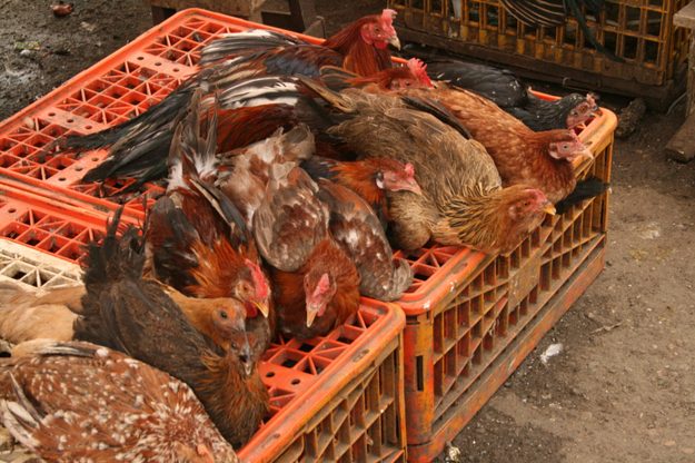 chickens and bird flu