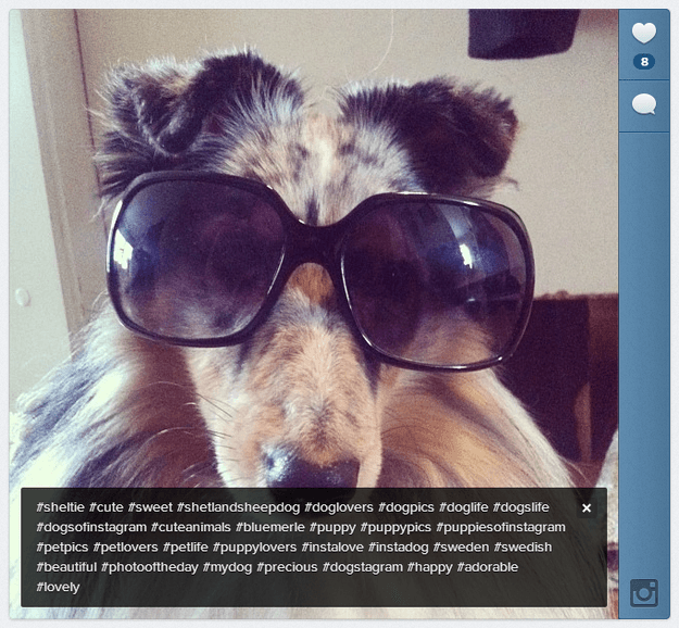 dog hashtags