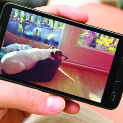 what my dog taught me about the new surveillance state dropcam android phone