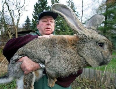 rabbit