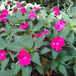 ASUS MemoPad HD7 sample image 4