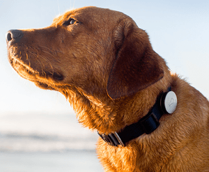 Whistle dog collar