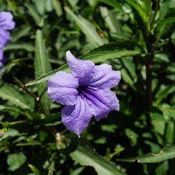 Sony Cyber shot RX1 sample image