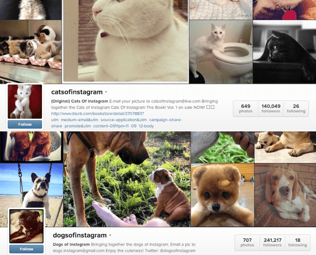 cats and dogs of instagram