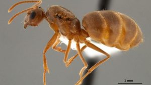 crazy ants