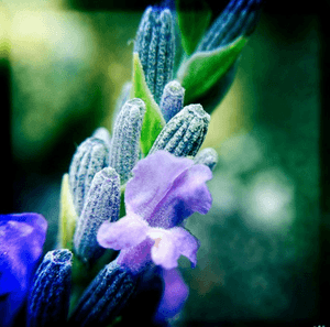 dcw805 Instagram photo of lavender