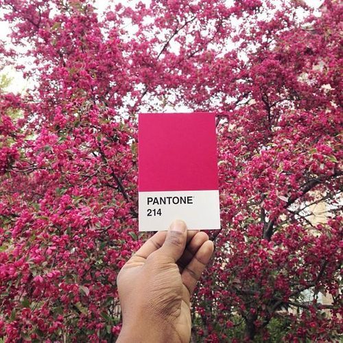 pantone project 214