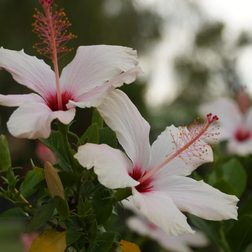 sony nex vg30 review sample 3