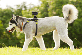 sony-dog-pic