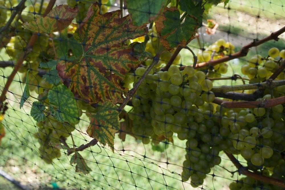 Google City Experts Wine Tour