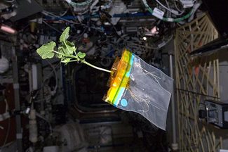 Don Pettit Diary of A Space Zucchini