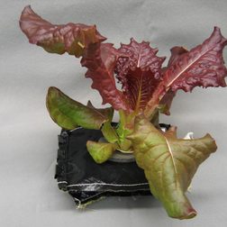 "Outredgeous” strain red leaf lettuce grows in a NASA VEGGIE plant pillow