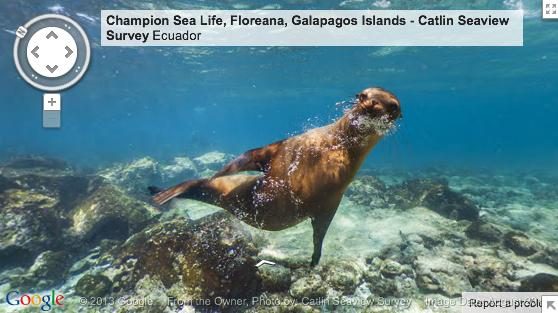 galapagos sea lion