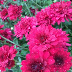 iPhone 5S sample image 7