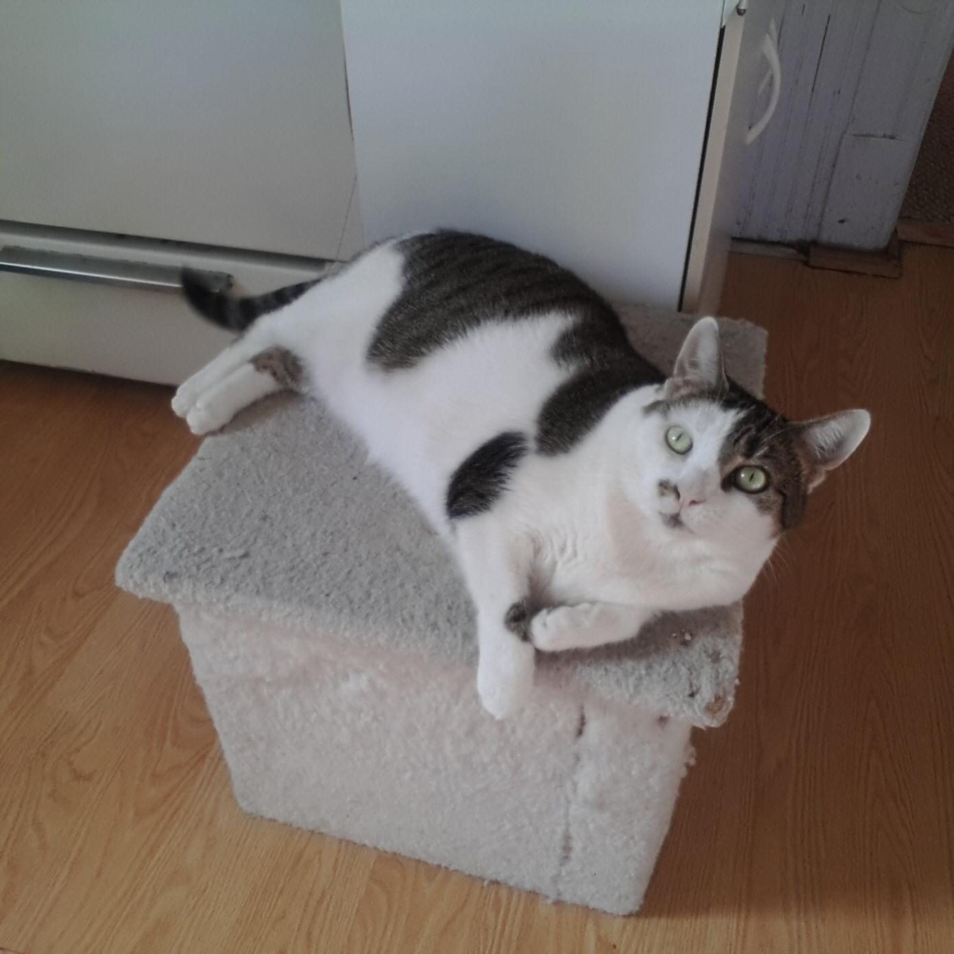 samsung galaxy gear sample photo cat