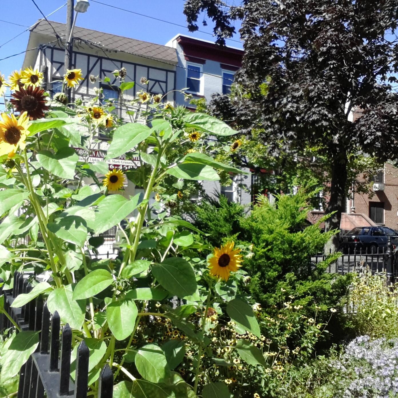 samsung galaxy gear sample photo flowers