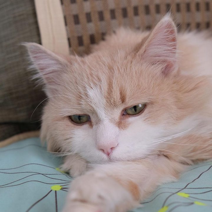 Fujifilm X E2 sample image