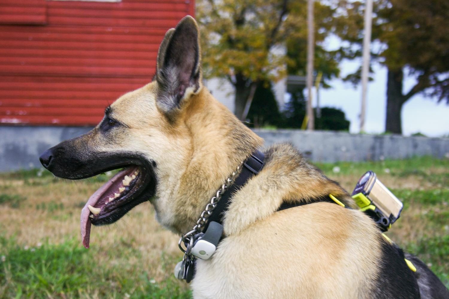 Saggio-tagg-profile