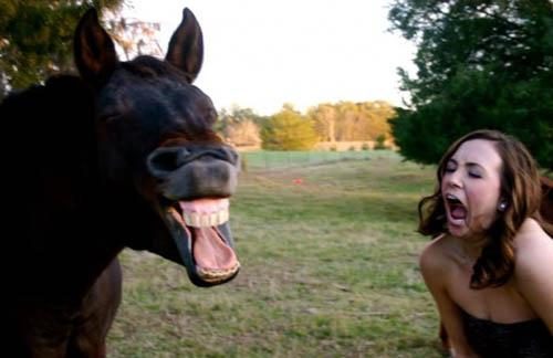 horseface 2