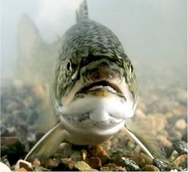 trout face 1