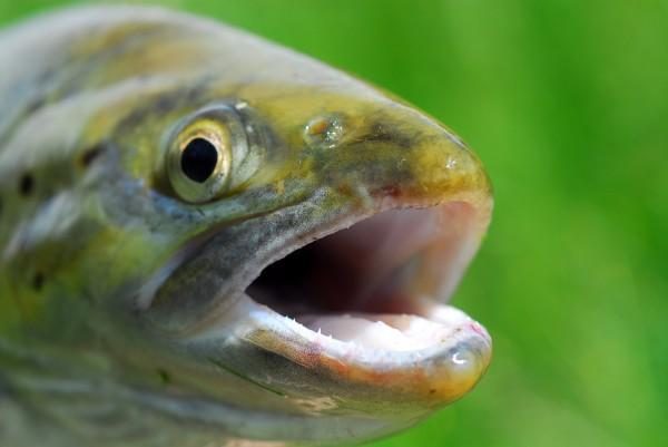 trout face