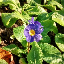 Motorola Moto G sample image