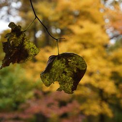 Sony Alpha A7 sample image