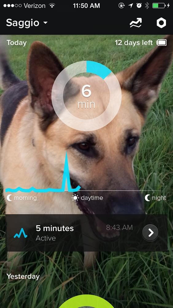 Whistle activity monitor ss 3