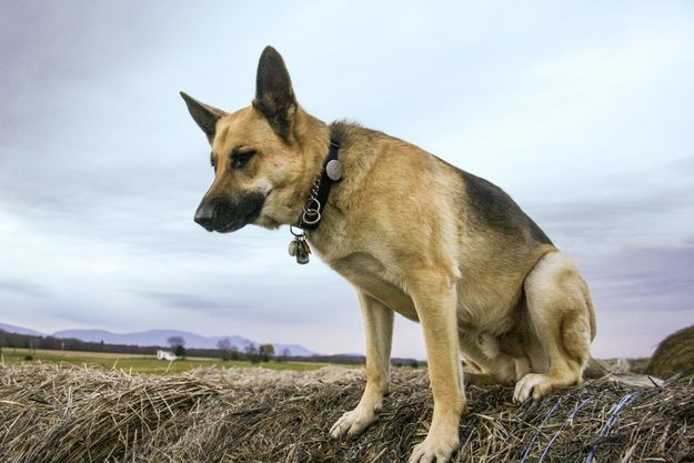 Whistle dog activity monitor hay