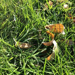 ipad 2 retina sample image grass