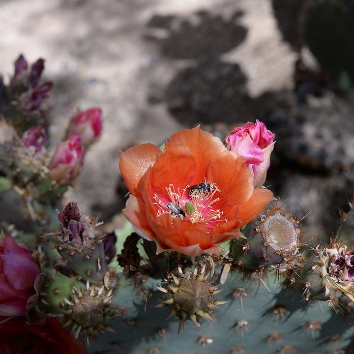 nikon df review sample image flowers