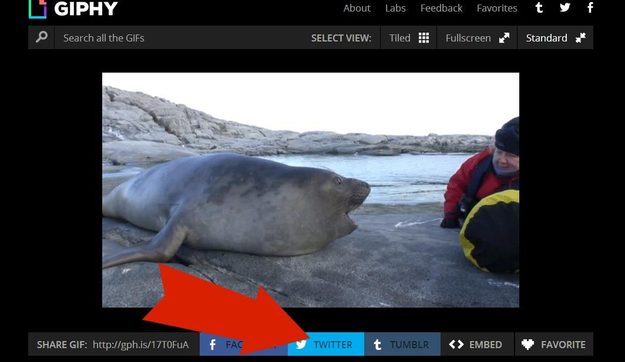 seal twitter