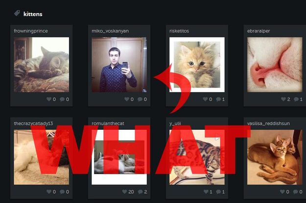 statigram kittens