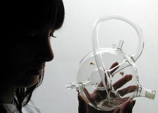 susana soares bee tube 3