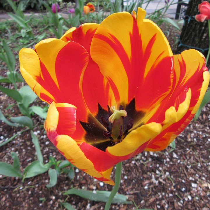 canon powershot sx600 hs review sample image 4